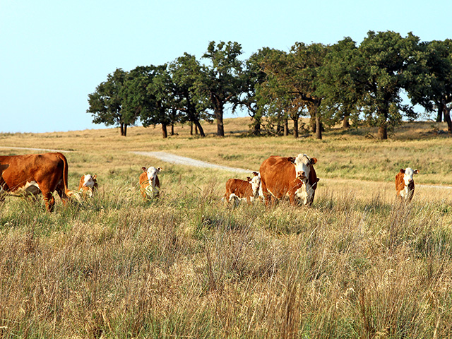 With an extremely dry winter in much of the Southern Plains this year, the margin for error for forage production in 2018 will be fairly small if the dryness continues. (DTN/The Progressive Farmer photo by Karl Wolfshohl)
